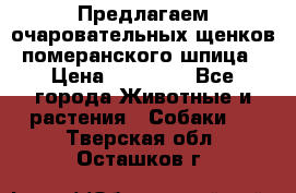 Предлагаем очаровательных щенков померанского шпица › Цена ­ 15 000 - Все города Животные и растения » Собаки   . Тверская обл.,Осташков г.